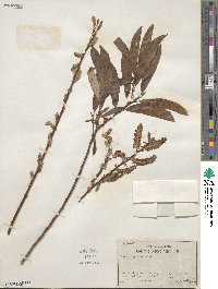 Salix ligulifolia image