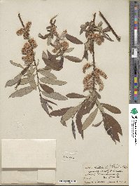 Salix ligulifolia image