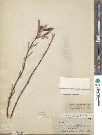 Salix ligulifolia image