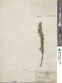 Salix ligulifolia image