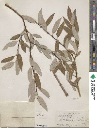 Salix ligulifolia image