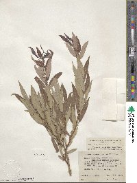 Salix ligulifolia image