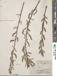 Salix ligulifolia image