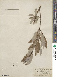 Salix ligulifolia image