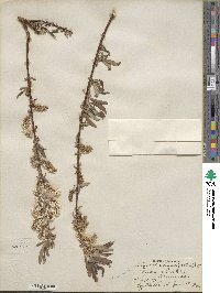 Salix ligulifolia image