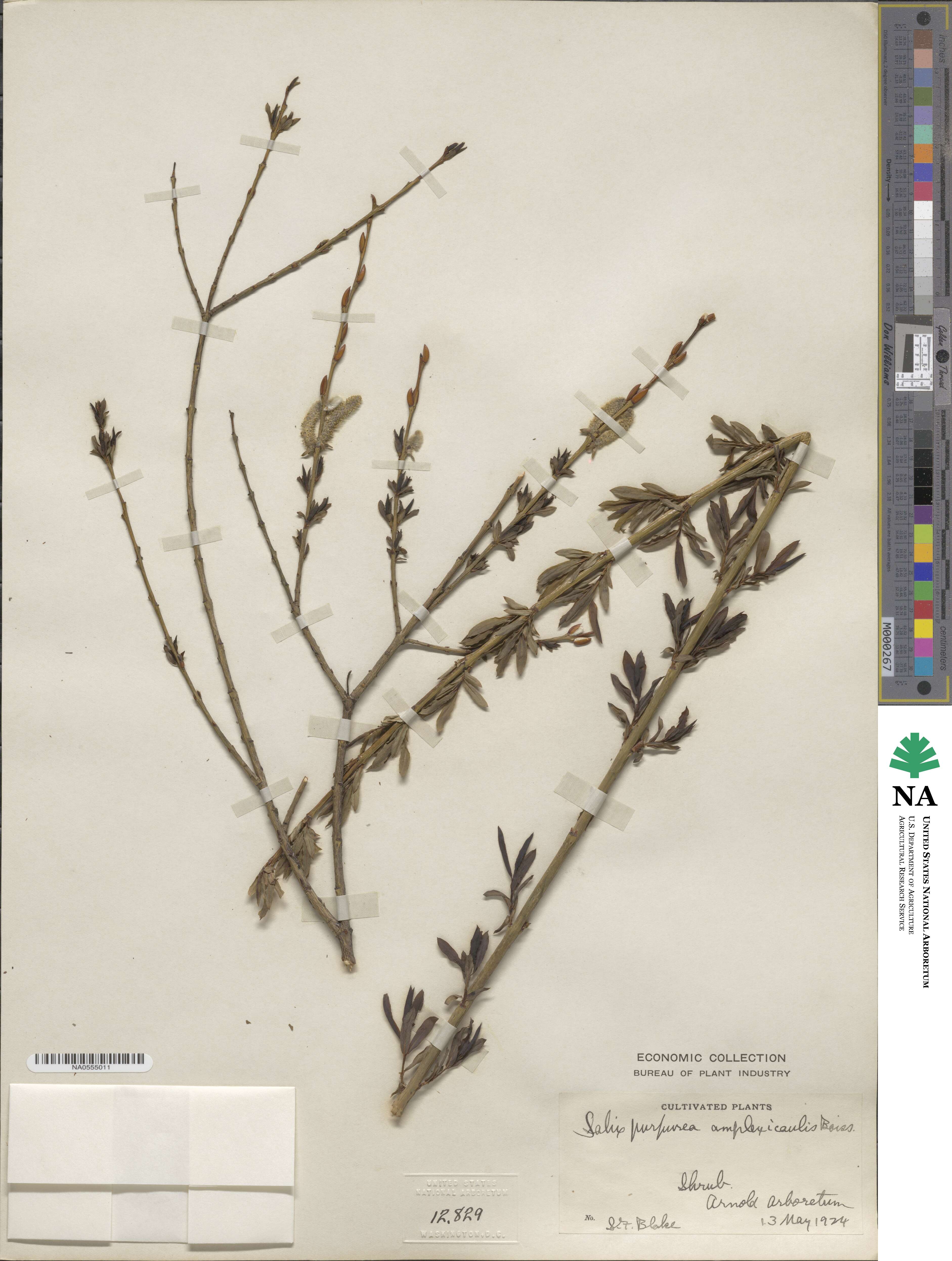 Salix amplexicaulis image