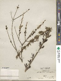 Salix amplexicaulis image