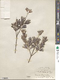 Salix amplexicaulis image