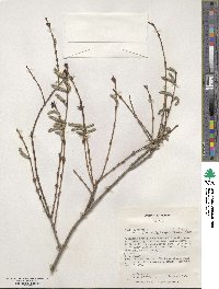 Salix amplexicaulis image