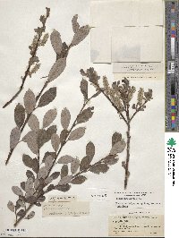 Salix phylicifolia image