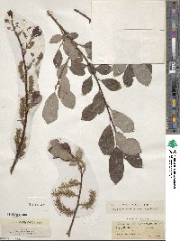 Salix phylicifolia image