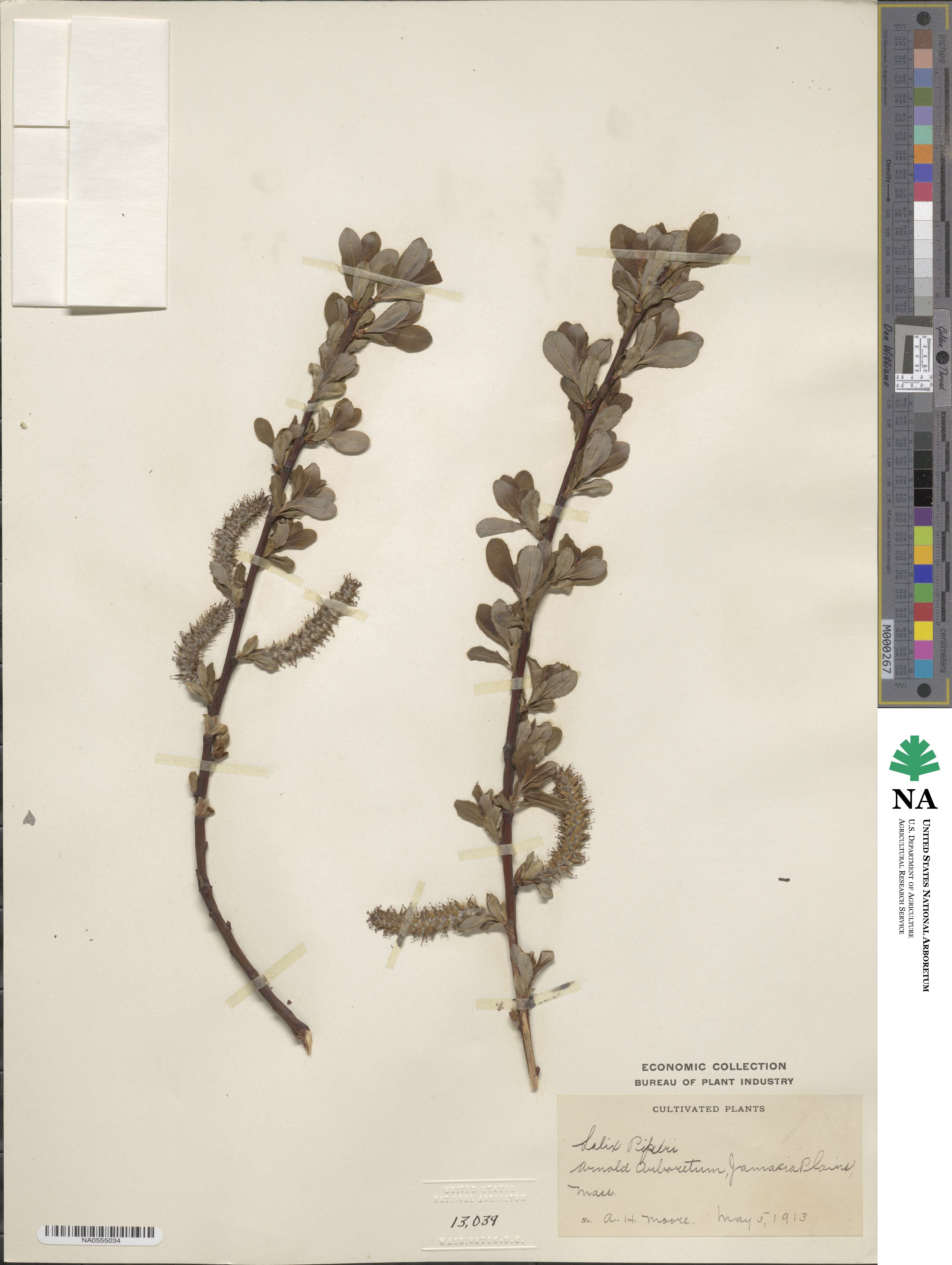 Salix hookeriana image