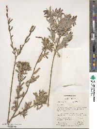 Salix purpurea image