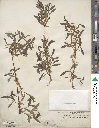 Salix purpurea image