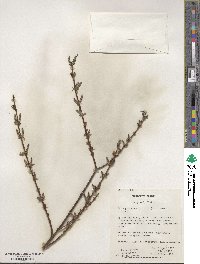 Salix purpurea image