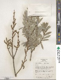 Salix purpurea image