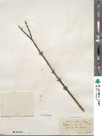 Salix purpurea image