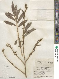 Salix purpurea image