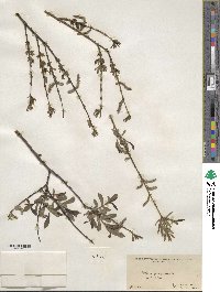 Salix purpurea image