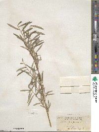 Salix purpurea image