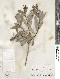 Salix purpurea image