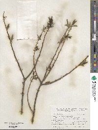 Salix purpurea image