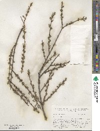 Salix purpurea image