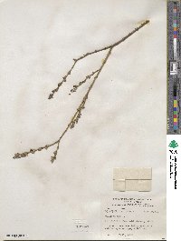 Salix purpurea image