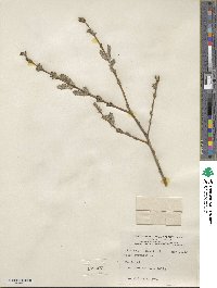 Salix purpurea image