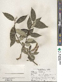 Salix pentandra image