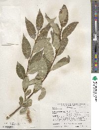 Salix pentandra image