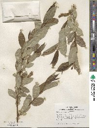 Salix pentandra image