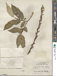 Salix pentandra image