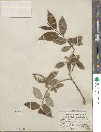 Salix pentandra image