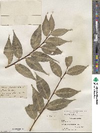 Salix pentandra image