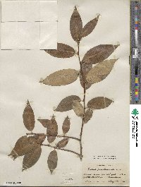 Salix pentandra image