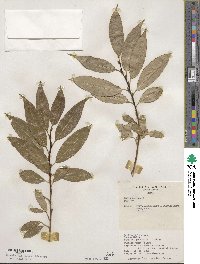 Salix pentandra image