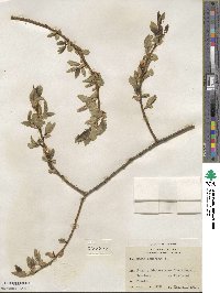 Salix pentandra image