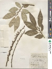 Salix petiolaris image