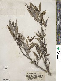 Salix petiolaris image