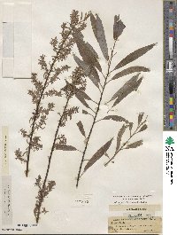 Salix petiolaris image