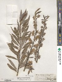 Salix petiolaris image