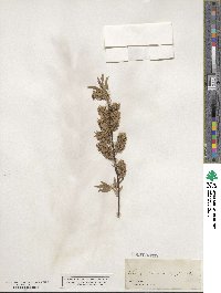 Salix petiolaris image