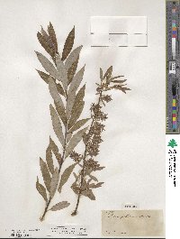 Salix petiolaris image