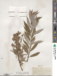 Salix petiolaris image