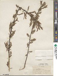 Salix petiolaris image