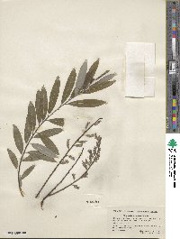 Salix petiolaris image