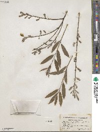 Salix petiolaris image