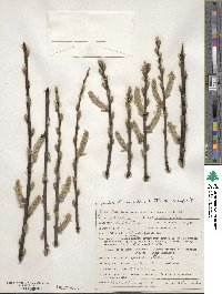 Salix excelsa image