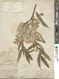 Salix pycnostachya var. oxycarpa image